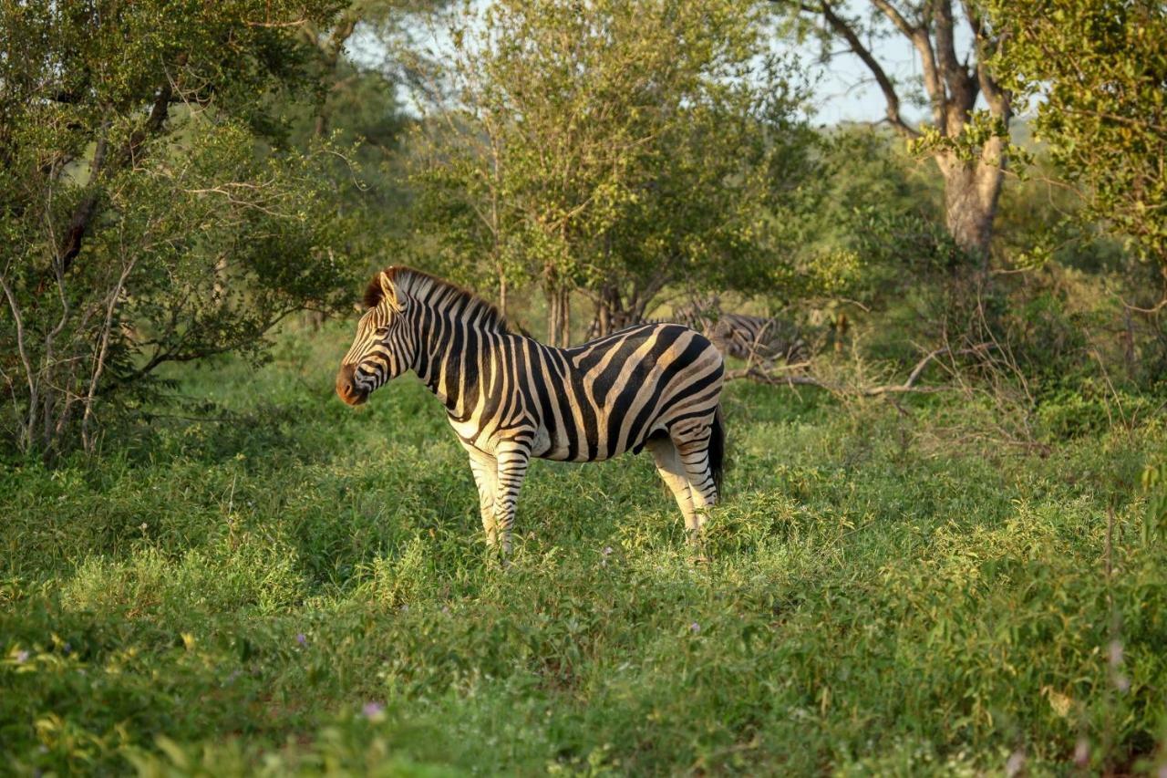 Villa Garonga Safari Makalali Game Reserve Exterior foto